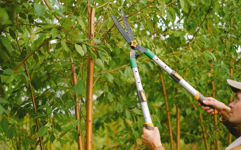 Tree trimming in Fairfax, IA