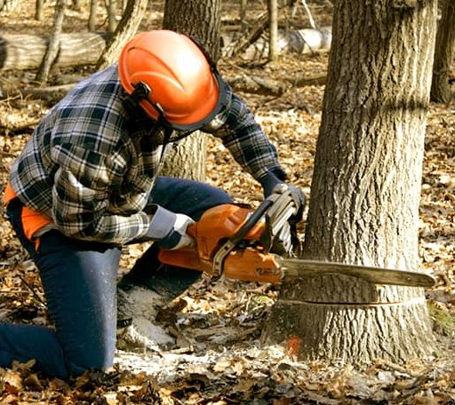 Tree Removal in Fairfax, IA